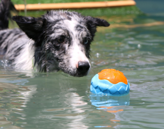 Dog Toy Ball Audible Glow Can Float Grinding Teeth