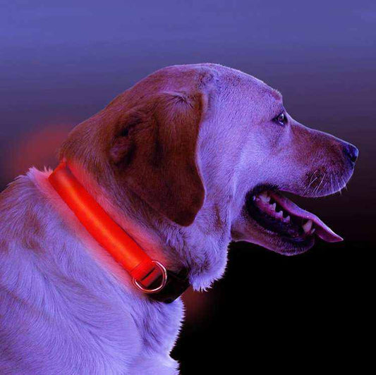 LED light up dog collar glowing in multiple colors for pet safety