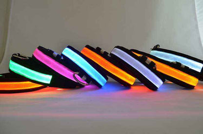 LED light up dog collar with bright flashing lights for nighttime safety