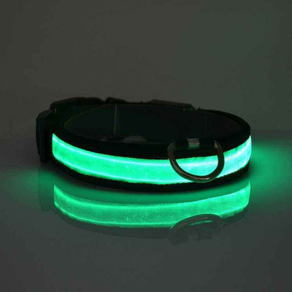 LED light up dog collar glowing at night for pet safety