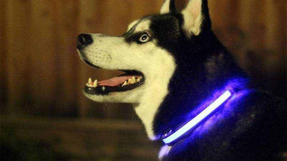 Durable LED light up dog collar glowing in the dark for pet safety